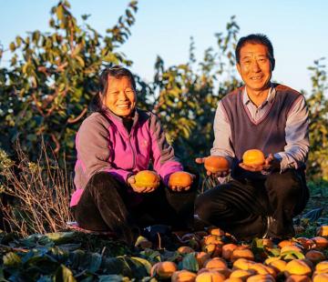 保定冰柿助农增收记