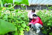 石家庄市赵县鑫农孵化基地——助力更多新农人逐梦乡村沃野