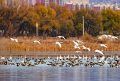 影像河北丨候鸟翩翩至，官厅水库变身“天鹅湖”