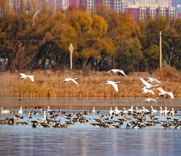 影像河北丨候鸟翩翩至，官厅水库变身“天鹅湖”