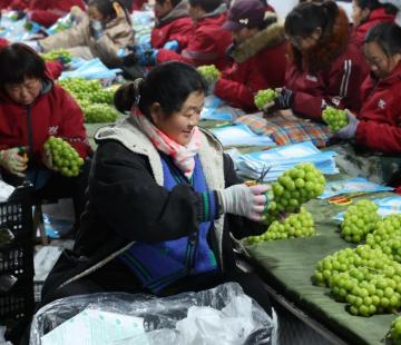 河北晋州：水果出口企业生产忙