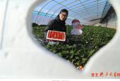 河北迁安：草莓映红富民路