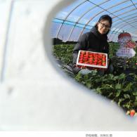河北迁安：草莓映红富民路
