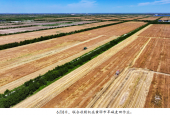 盐碱地上迎丰收