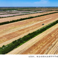 盐碱地上迎丰收