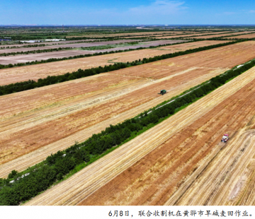 盐碱地上迎丰收